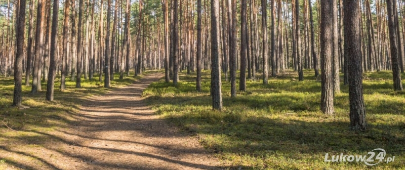 Przeczesali 250 ha lasu - Zdjęcie główne