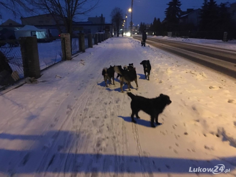 Gdzie trafią bezpańskie psy? - Zdjęcie główne