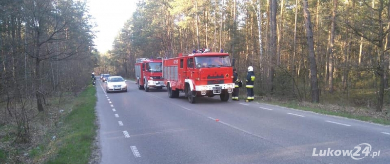 Zderzenie z sarną i nocny wypadek - Zdjęcie główne