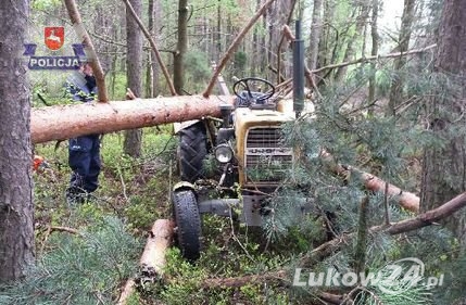 Ścinane drzewo osunęło się na mężczyznę - Zdjęcie główne