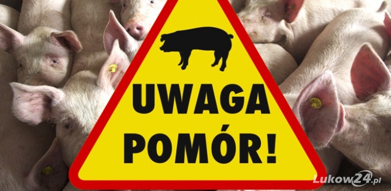 Afrykański pomór świń – powstał film edukacyjny - Zdjęcie główne
