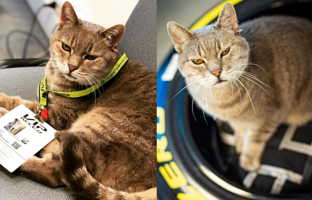 F1’s Much-Loved Imola Cat Has Sadly Passed Away