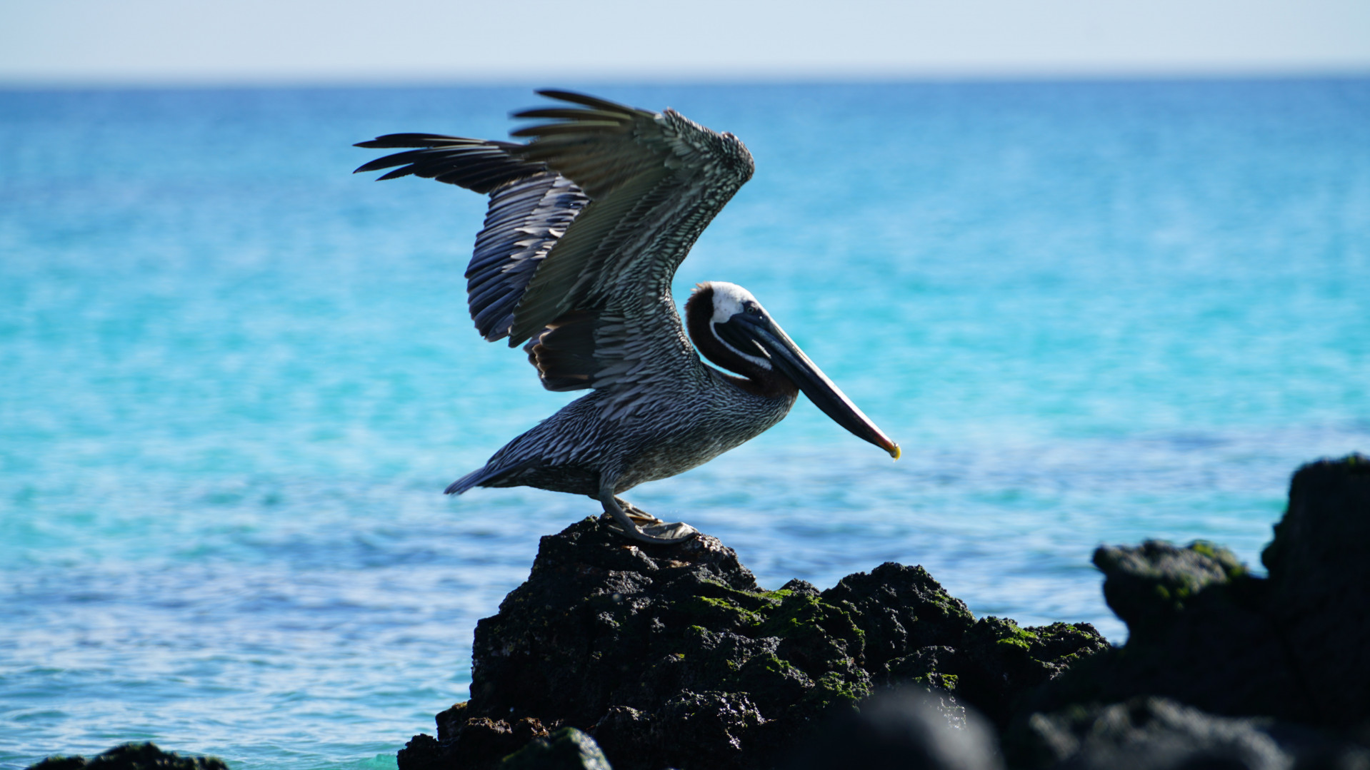 Pacific Cruises Cover Image 