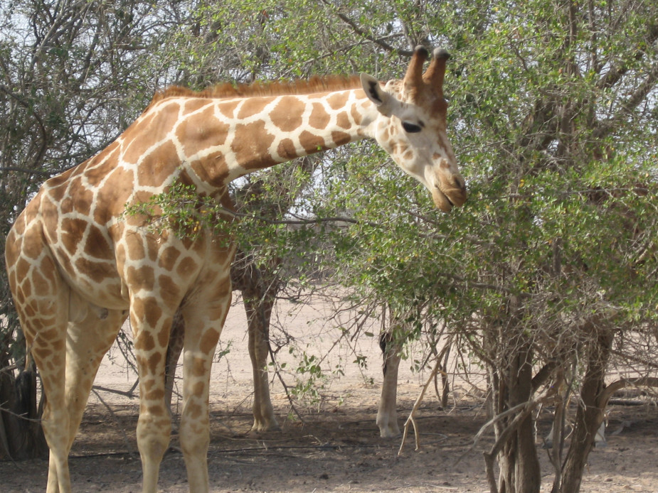 Sir Bani Yas Island