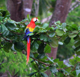 Central America