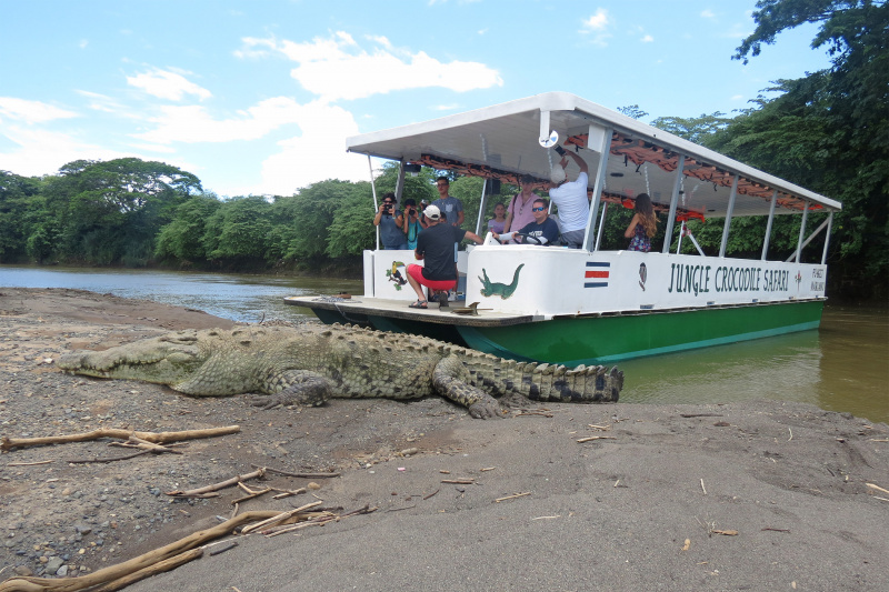 A boat by the river bank with visitors on board, taking photos of a crocodile on shore.