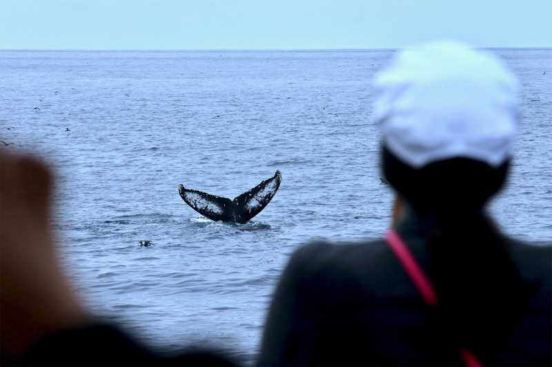 Whale tale