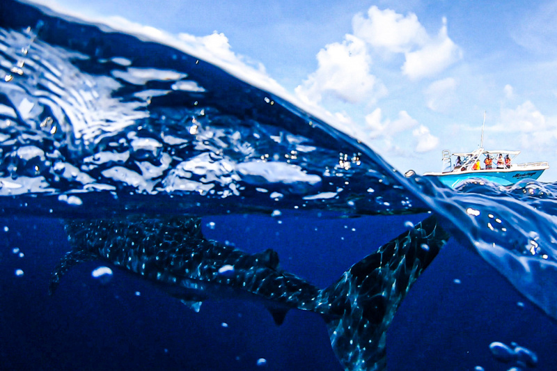Whale shark
