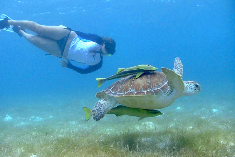 A girl swims underwater next to a sea turtle.