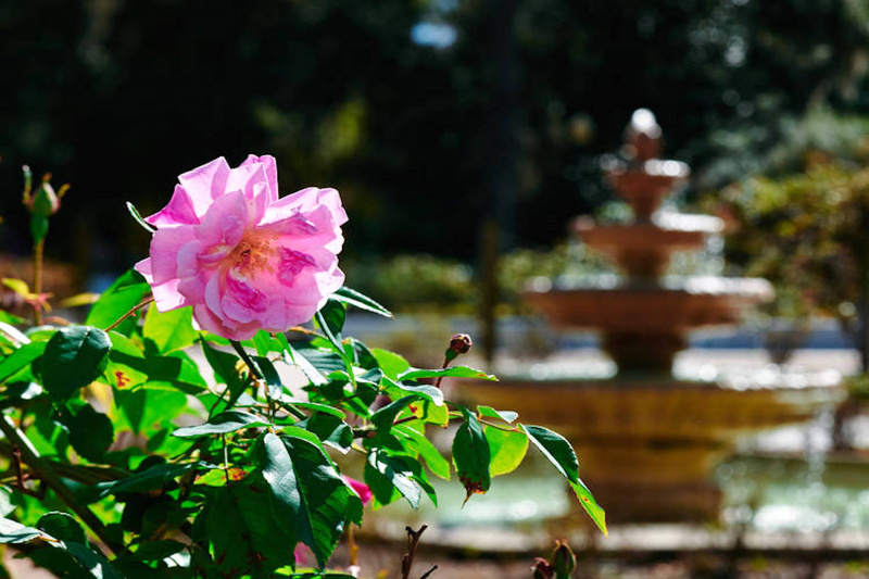 A pink flower at Harry P Leu Gardens