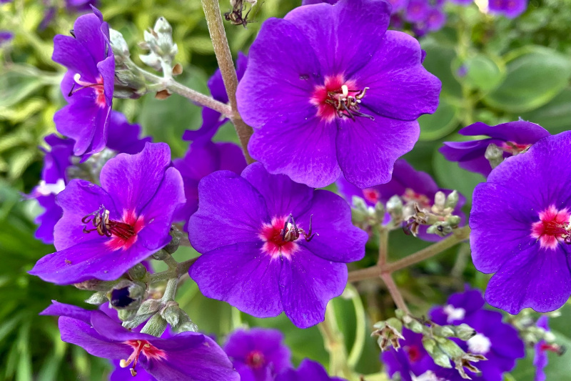 A purple flower at Harry P Leu Gardens