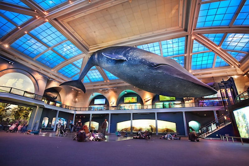 A huge whale hangs from the ceiling as part of the permanent collection.