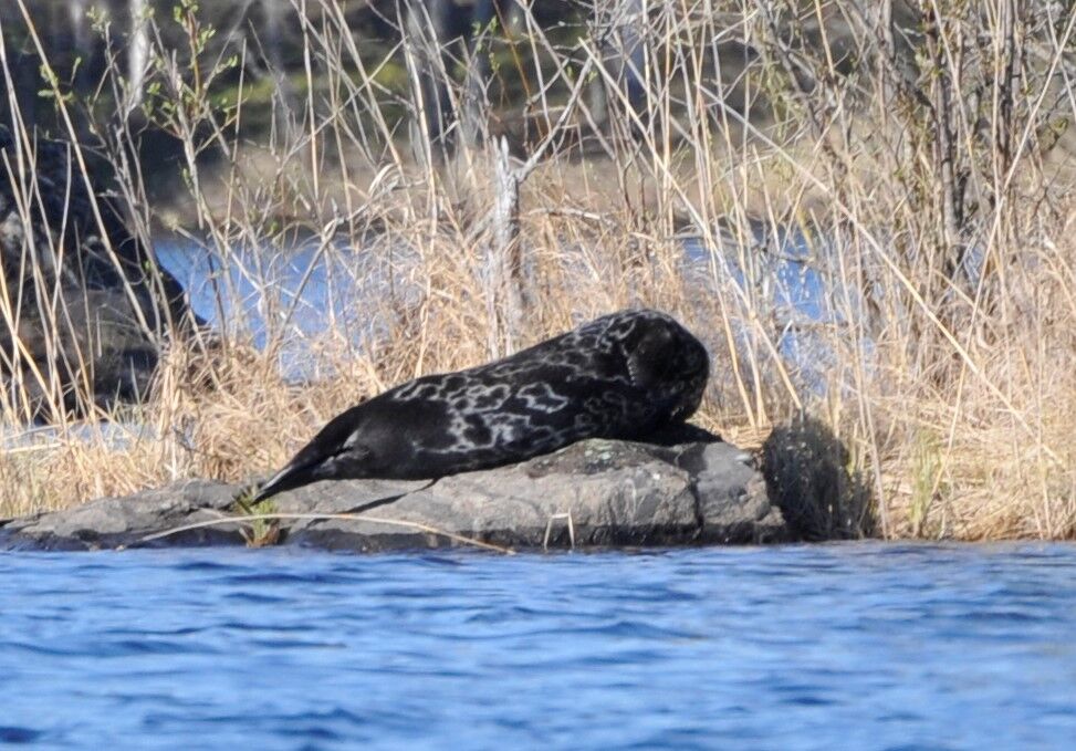 Tutustu norppaan Rouva Puhemies – WWF Suomi