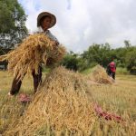 cambodia-farmer