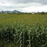 sorghum-cambodia