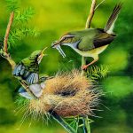 Chhoeun-Channy-Feeding-Plain-Prinia