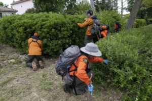 Volunteers dressed in orange search through bushes.
