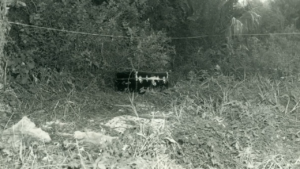 black and white photo showing a trunk in a wooded area