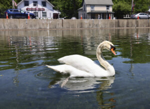 Manny, one of the beloved swans from the Manlius swan pond