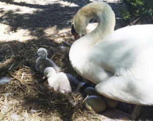 Faye, a swan, tends to two baby cygnets at the Manlius Swan Pond