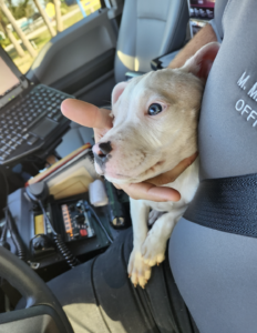 pit bull Apollo held by animal control officer