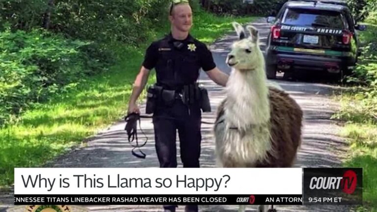 Police officer helps a llama who intercepted a package.
