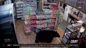 Bear steals gummy bears from convenience store.