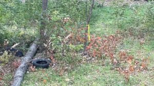 tire and tree in grassy area