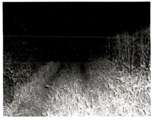black and white photo of an empty cornfield