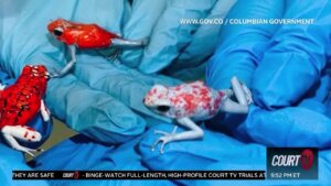 Poisonous frogs that were found in woman's suitcase.