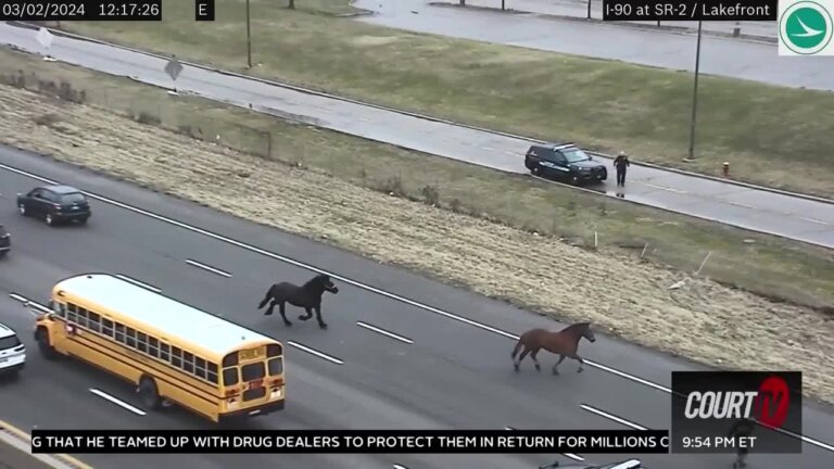 Escaped horses on a highway