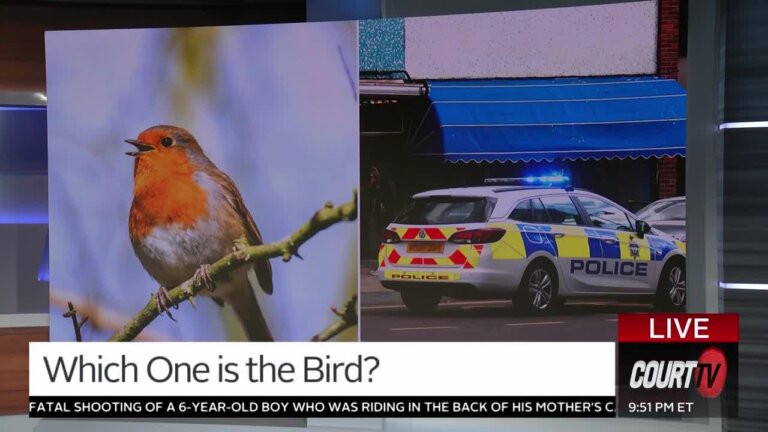 Split screen of a bird and a police car.