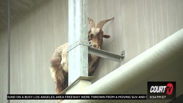Goat on a ledge.