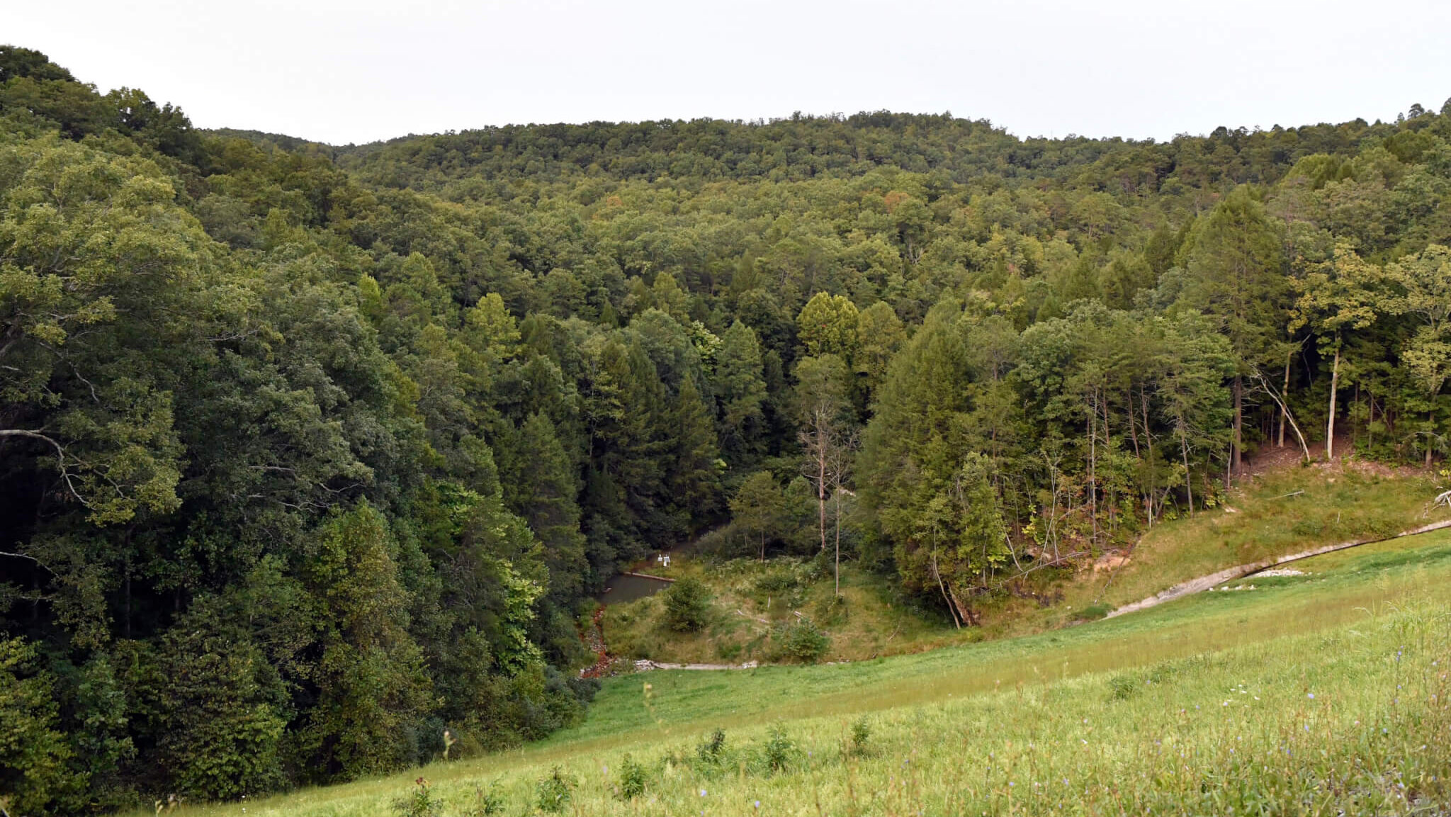 Trees stand in wooded areas