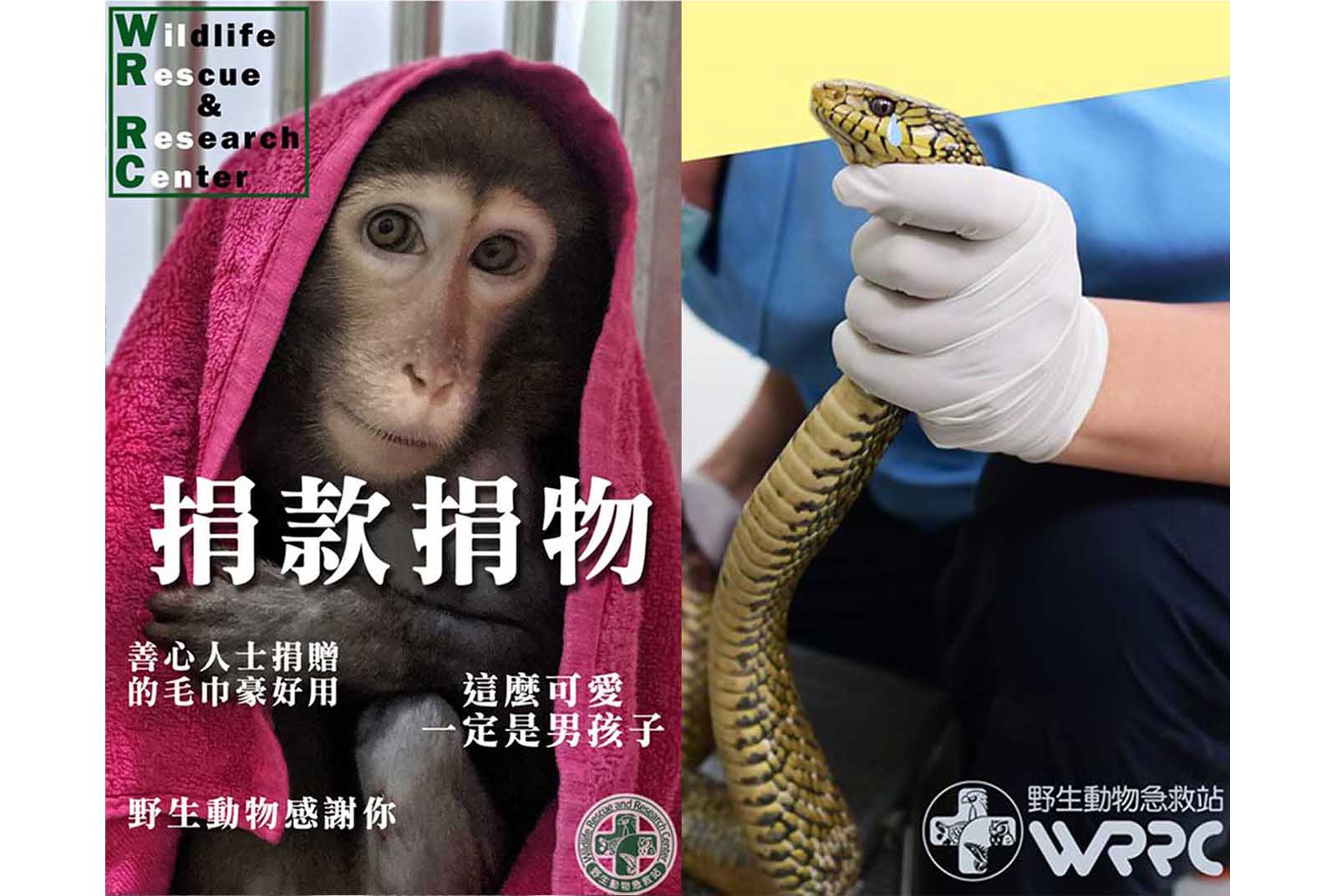 披毛巾的小猴 會哭的蛇 直擊 野生動物急救站 救援前線 天下雜誌