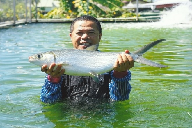 南太島國的虱目魚沒了台灣如何靠養殖技術 做氣候外交 天下雜誌