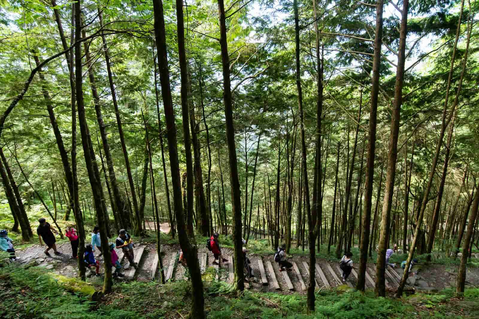 藏身宜蘭的「棲蘭神木園」，迷霧中漫步深呼吸
