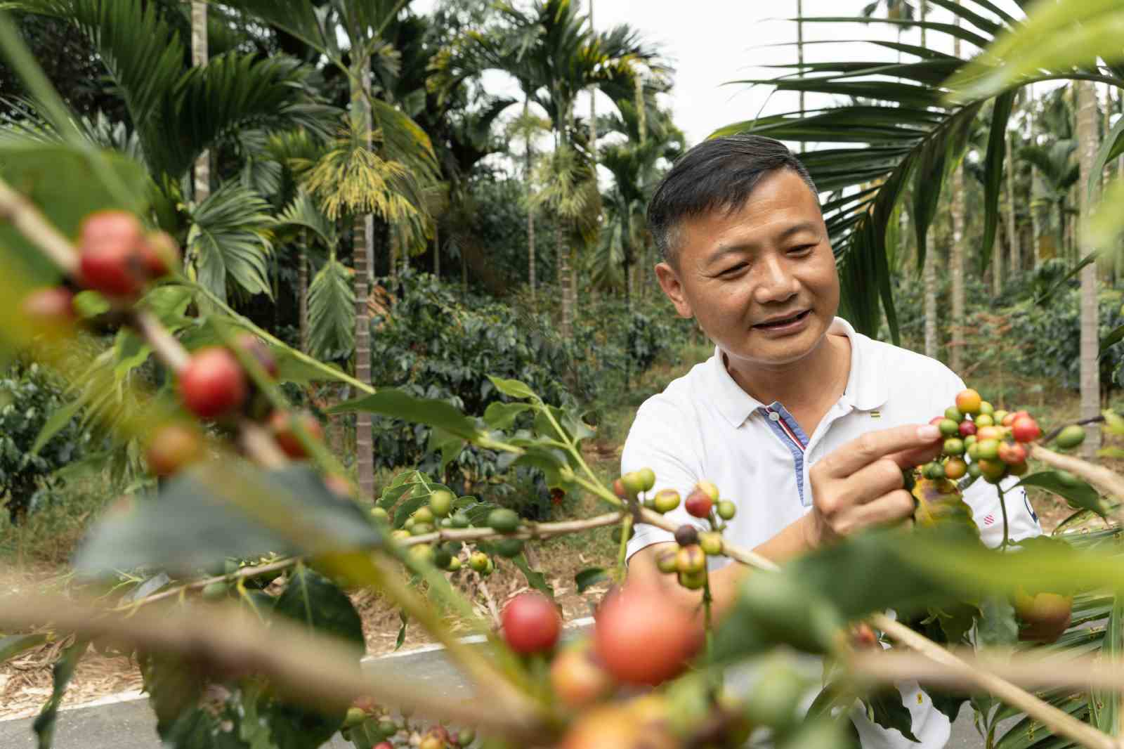 古坑咖啡復活了 用ai管理老闆娘的筆記本 再也不必看老天臉色 天下雜誌
