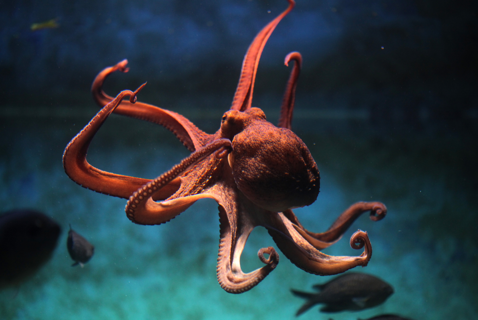 全身都是腦 研究人腦為什麼要觀察章魚？｜天下雜誌