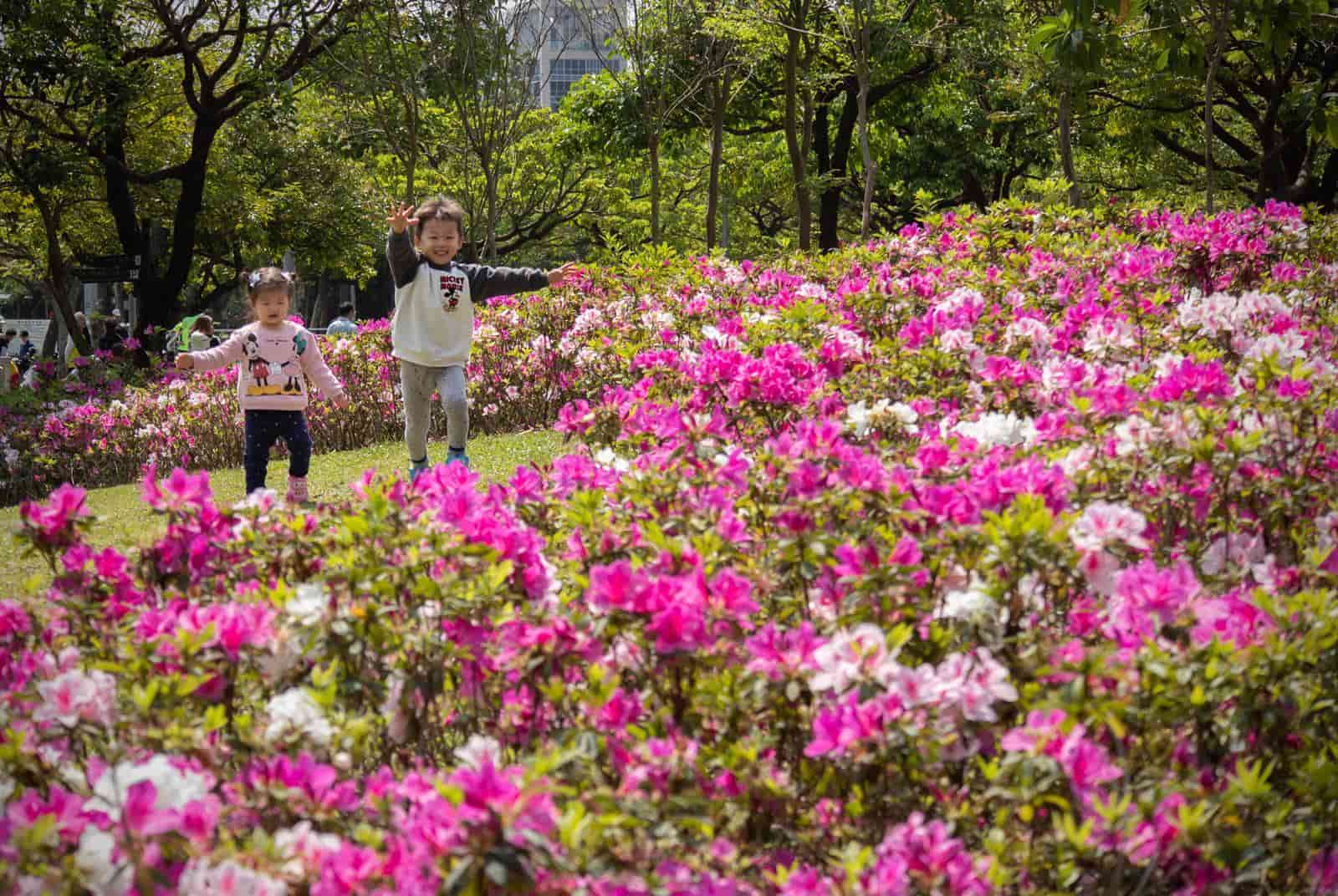 芒果與杜鵑是好朋友 賞花小旅行 看見大安森林公園的委屈故事 天下雜誌