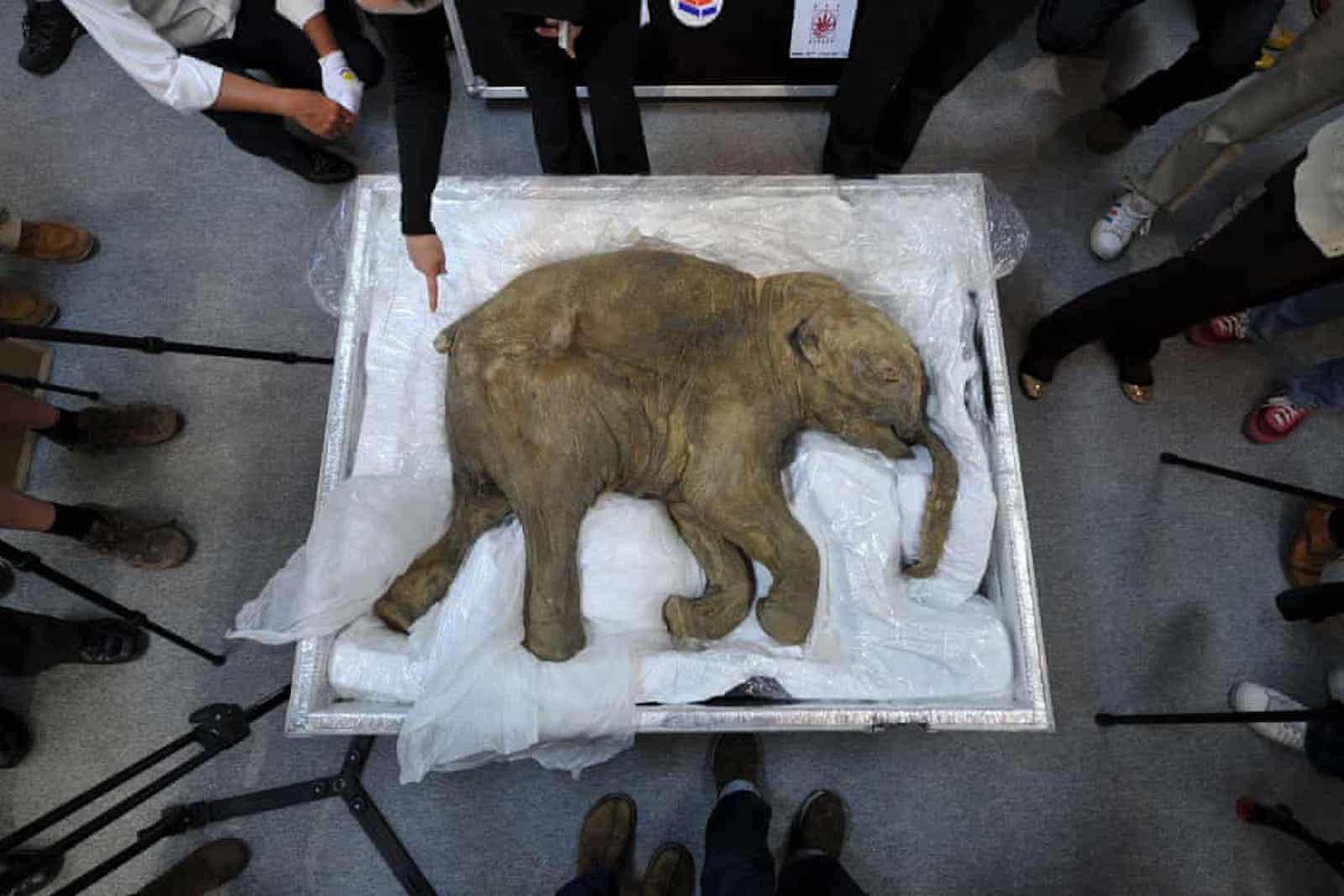 21世紀最狂 這間公司準備復活猛獁象連馬斯克都看好 天下雜誌 21世紀最狂 這間公司準備復活猛獁象連馬斯克都看好 天下雜誌
