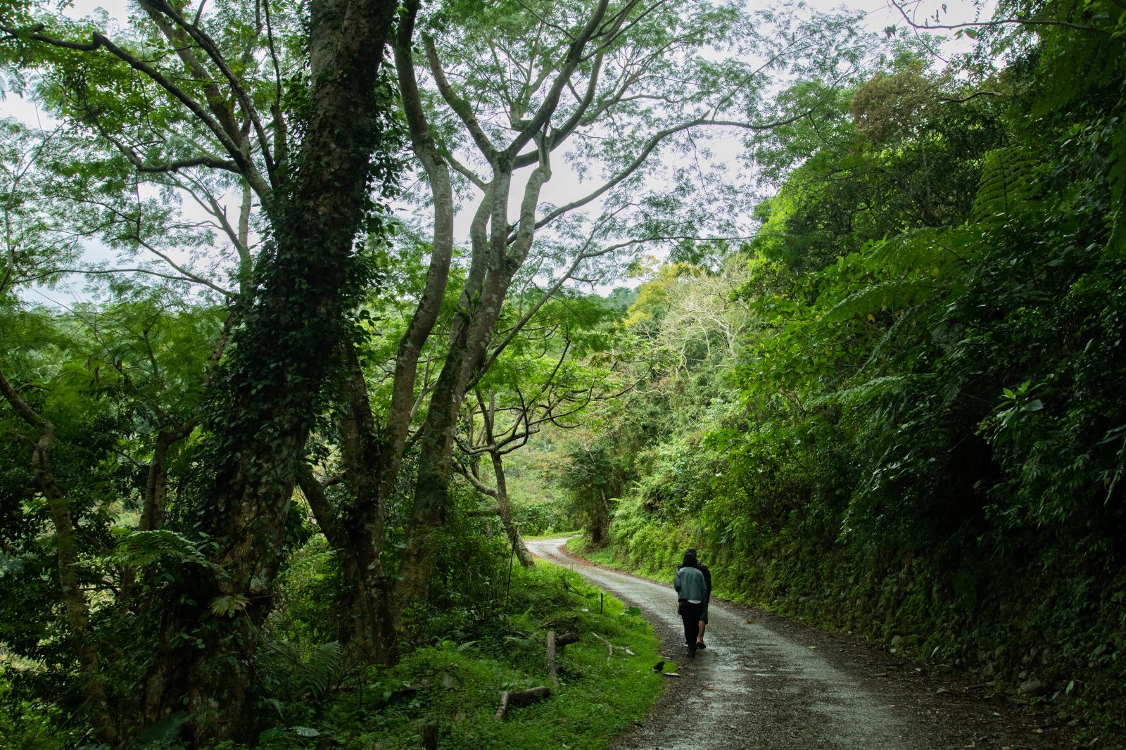 台東-知本-知本林道-旅行