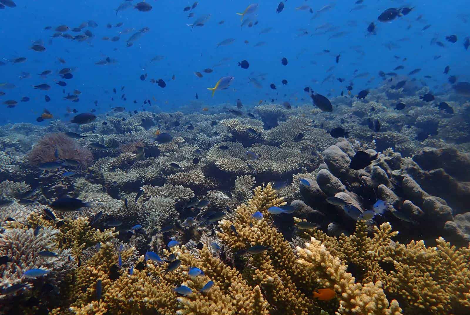 海洋暖化危機 馬來西亞珊瑚方舟搶救海中亞馬遜 天下雜誌