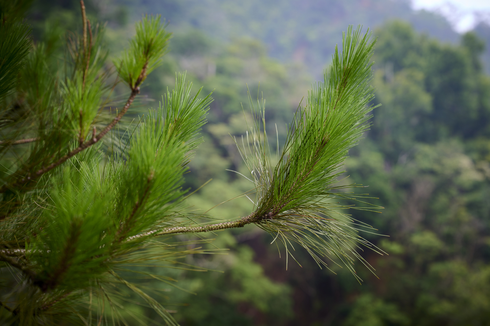 苗栗-火炎山-松樹-台版大峽谷-登山
