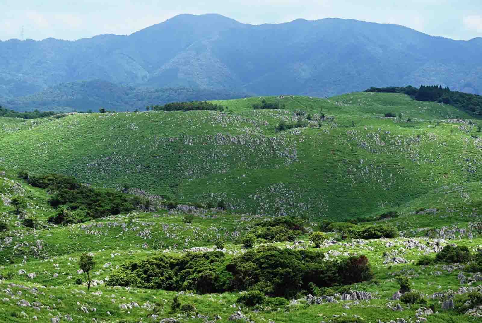 小林賢伍走訪日本最美抹茶山、一青妙朝聖神明居住的熊野古道