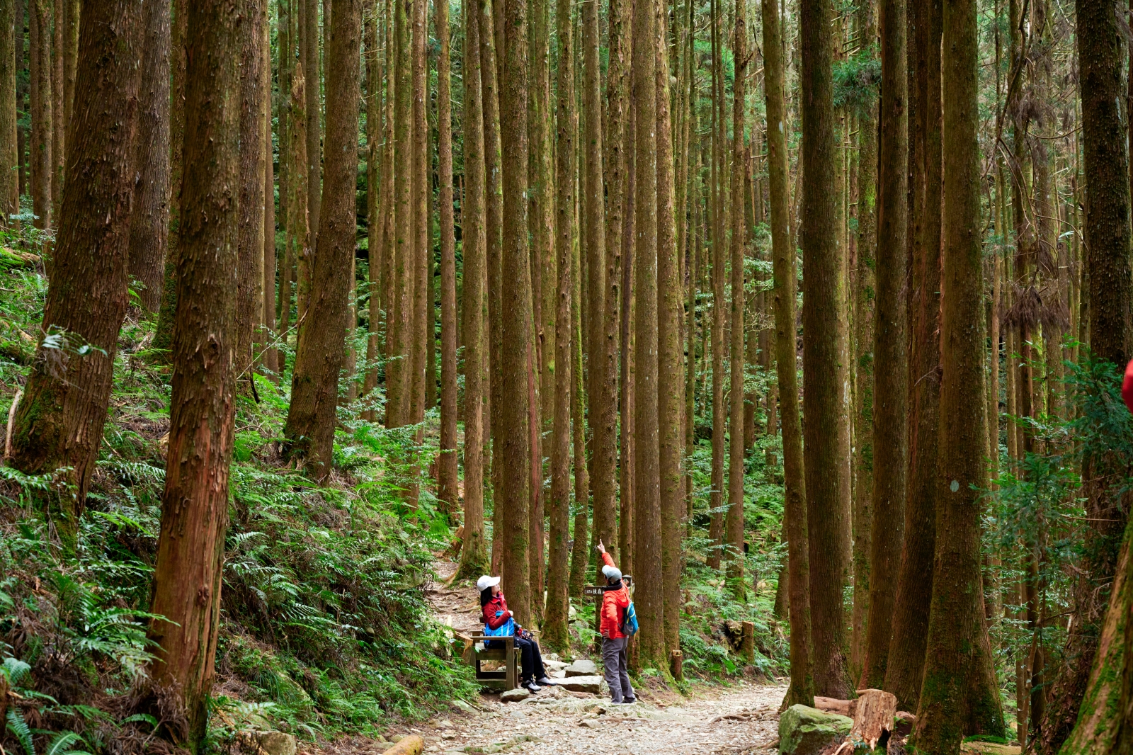 大雪山-登山-賞鳥-步道-林道