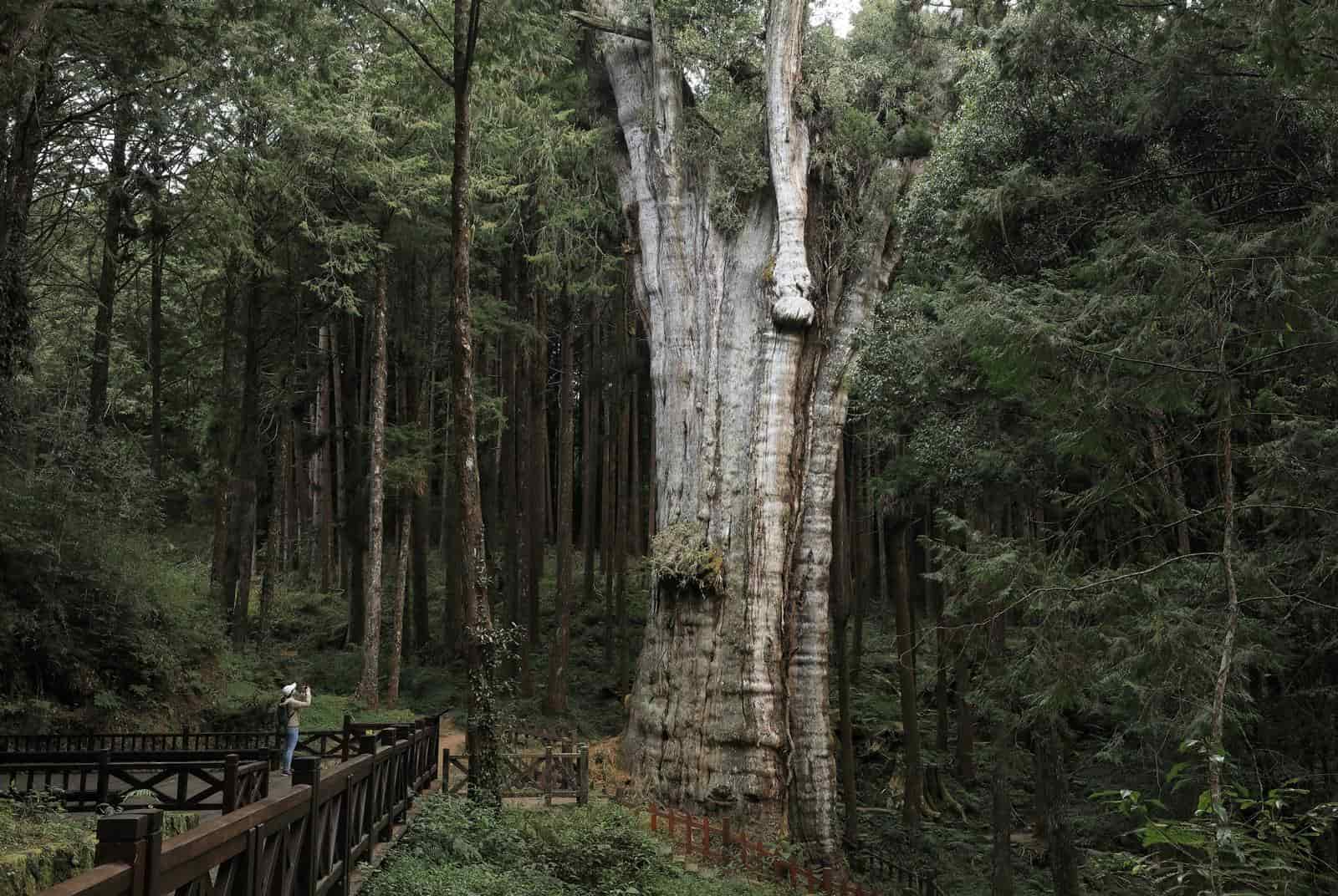 沒有收訊、長輩友善，藏在阿里山園區的秘境