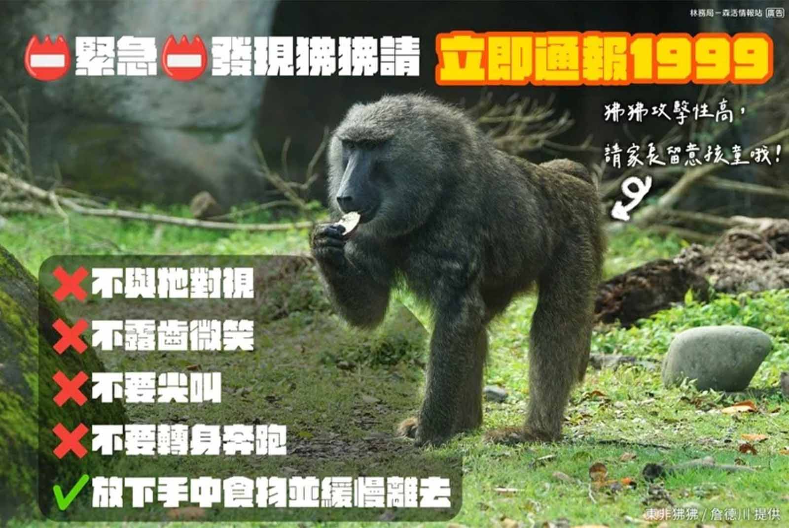 遇到狒狒千萬別露齒微笑 林務局籲「4不」避免激怒|天下雜誌