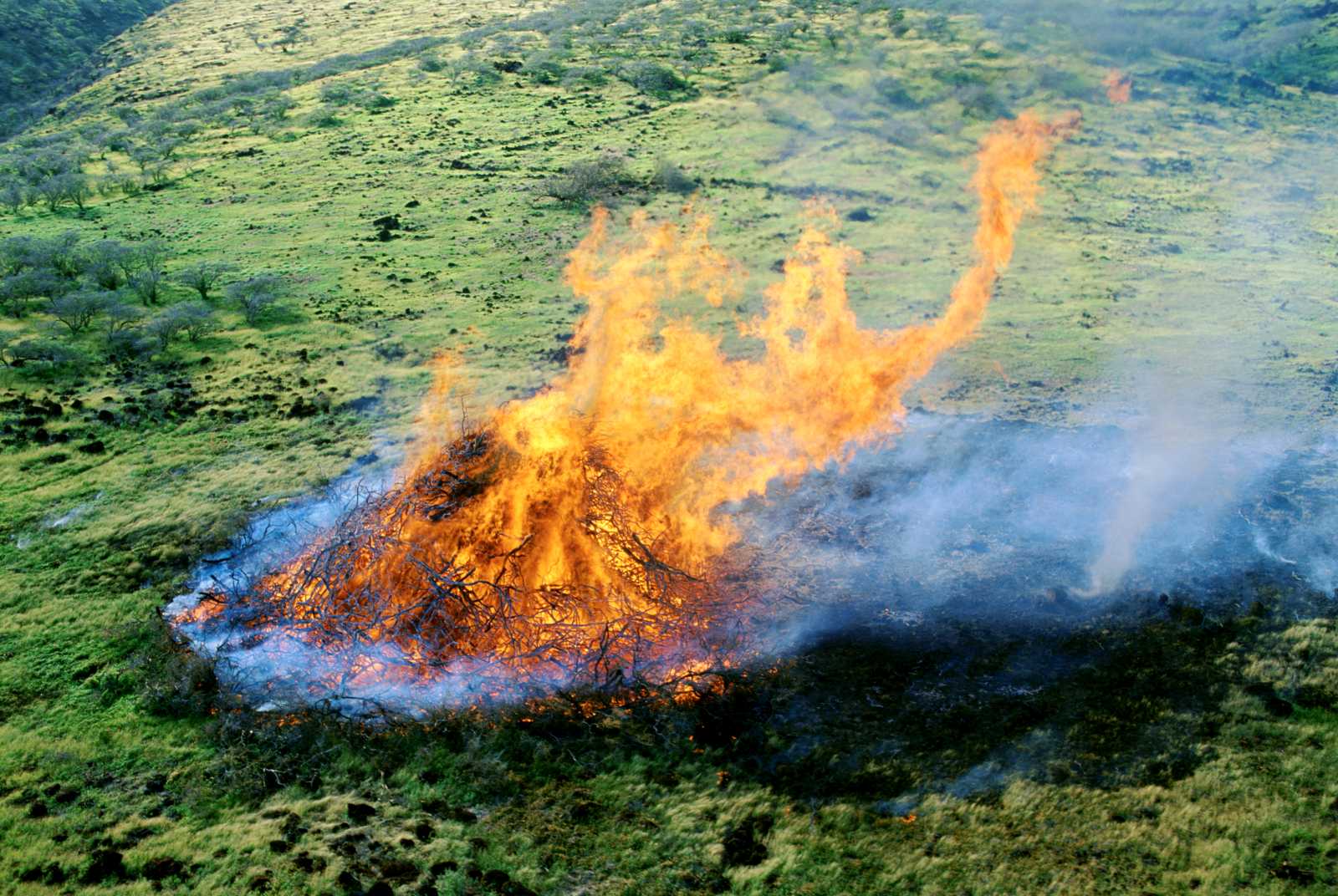 夏威夷野火為什麼這麼嚴重?|天下雜誌