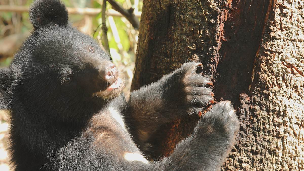 Taiwan used to be home to a huge number of bears. No one really